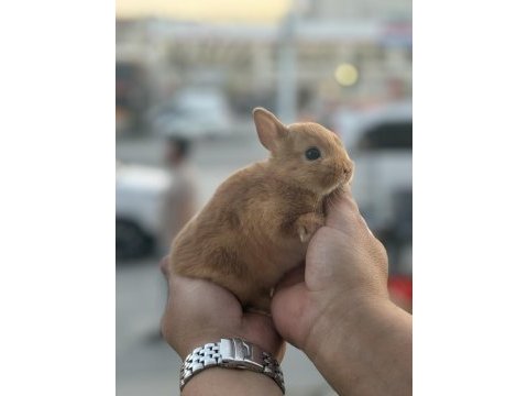 Cüce bebekler hazır bilgi için arayınız