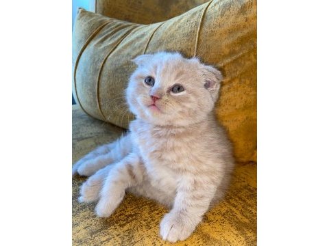 Dünyalar tatlısı scottish fold kedimiz kucak aşığı