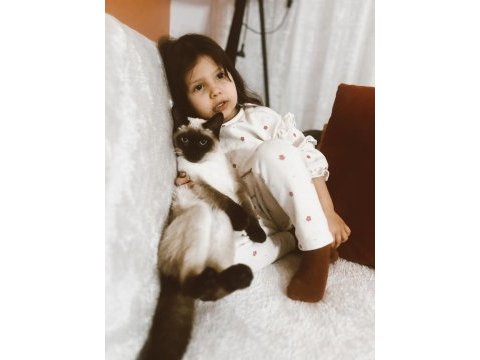 Siyam kedisi 6 aylık