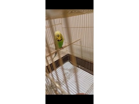 Show erkek muhabbet kuşu ciddi alıcılar yazsın