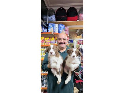 Red white ve red merle border collie yavruları