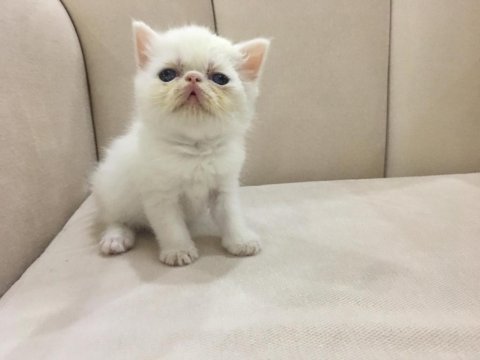 Maviş orjinal exotic shorthair bebişler