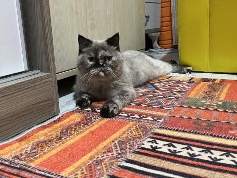 Dişi hamiledir kedim