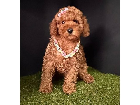 Sevimli toy poodle yavrularımız