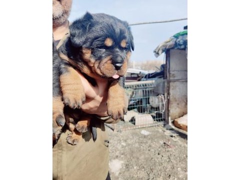 Irk garantili rottweiler yavrumuz