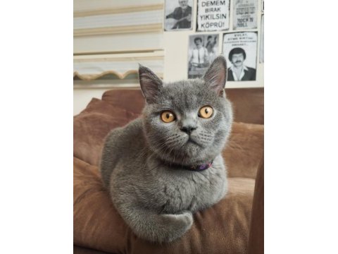 British shorthair tüm eşyaları yanında verilecektir