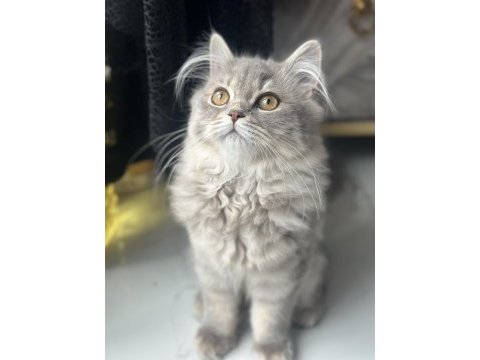 British longhair 4 aylık dişi