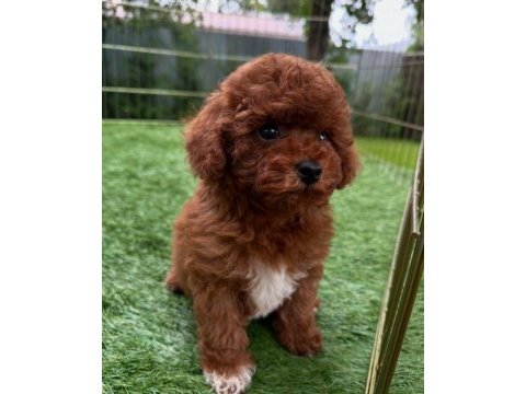 İzmir bornova toy poodle