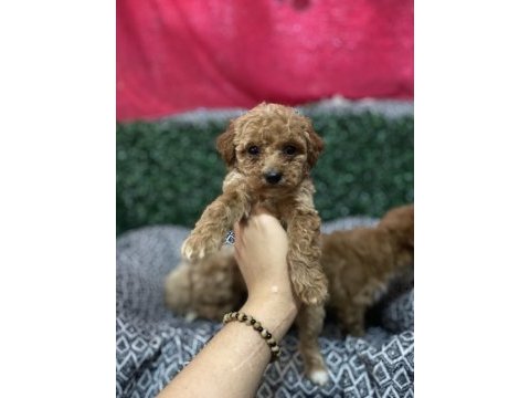 Kore babadan poodle bebekler