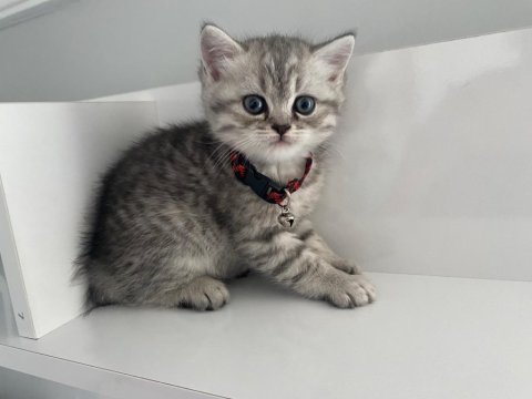 Annesi british shorthair babası scottish