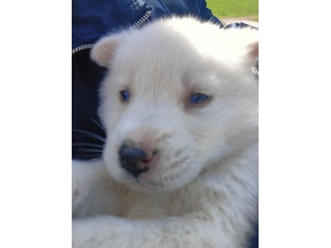 Saf husky (sibirya kurdu) uygun fiyatlı