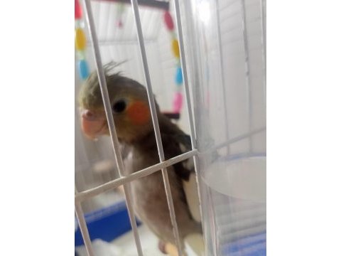 Sultan papağanı erkek 8 aylık