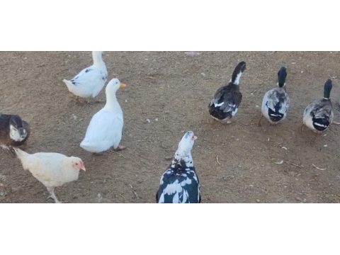 Muscovy, amerikan fıs fıs ve sessiz ördekler