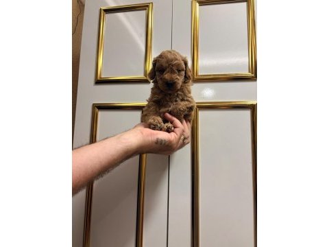 Üst kalite sağlık ırk garantili poodle yavrular