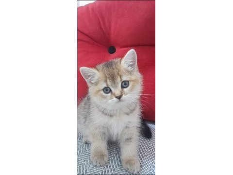 2 aylık british shorthair yavrular