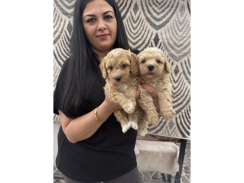 Safkan apricot toy poodle yavrularım