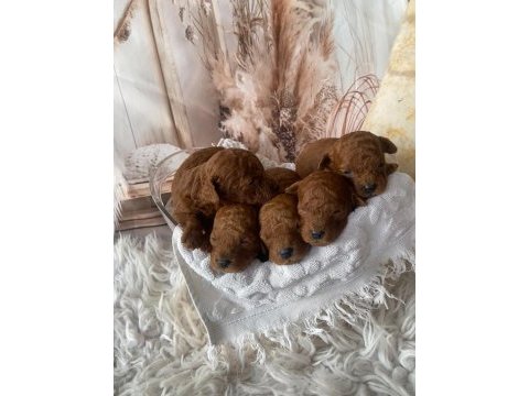 Uygun fiyata original poodle yavruları