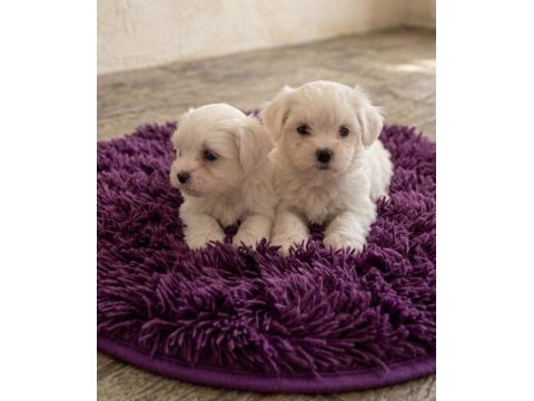 Sıfır numara maltese bebekler