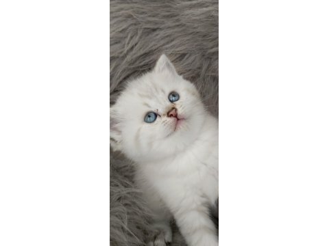 Şecereli babanın kaliteli british longhair yavruları