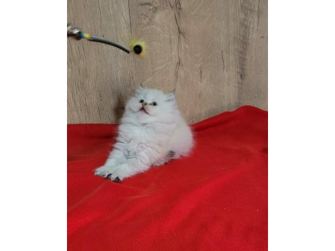 Mükemmel british longhair dişi yavrular
