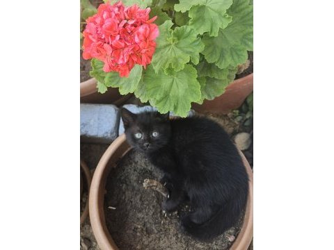 Simsiyah lekesiz yeşil gözlü british shorthair