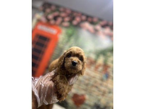 Red- red brown maltipoo yavrularımız @petclubadanaa