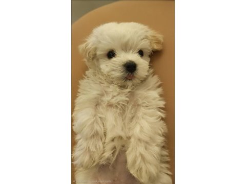 Özel şartlarla sahiplendirilecek maltese terrier