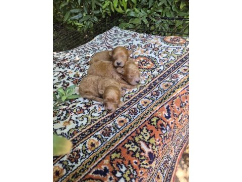 Maltipoo yavrularımız