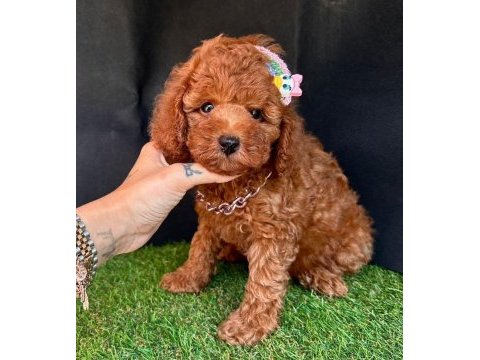 Sevimli toy poodle yavrularımız