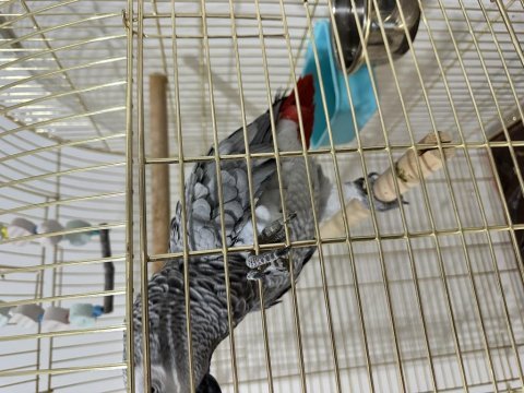 1 yaşında konuşan jako papağanı sıfır kafes hediye