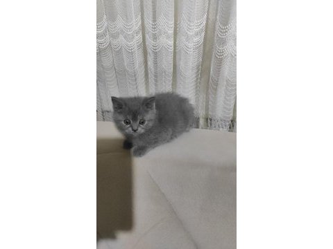 British shorthair kediler