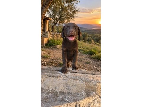 Orjinal labrador bebeklerimiz teslime hazır