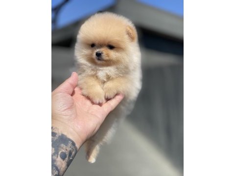 Teacup pomeranian yavru