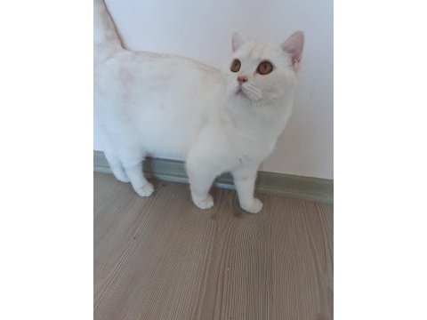 Erkek 1 yaşında scottish straight kedimiz