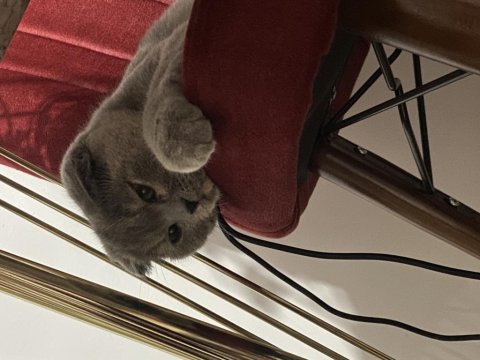 Scottish fold kedimize ömürlük yuva arıyoruz