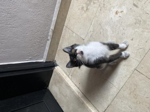 3 aylık tekir yuva arıyoruz