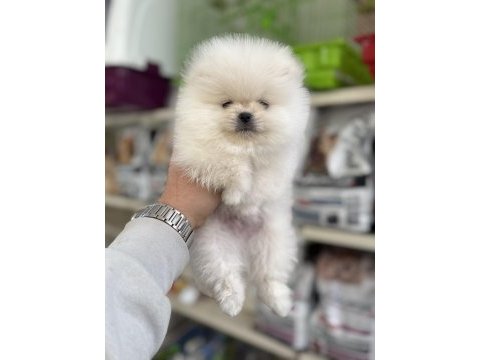 Pomeranian teacup yavrularımız