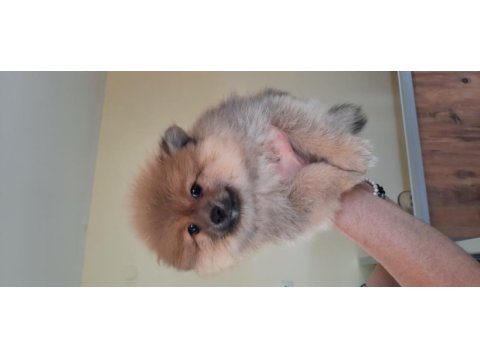 Irk garantili pomeranian