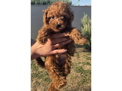 Orjinal toy poodle