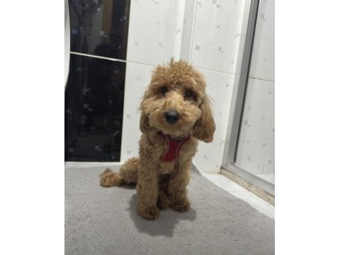 Toy poodle 8 aylık erkek