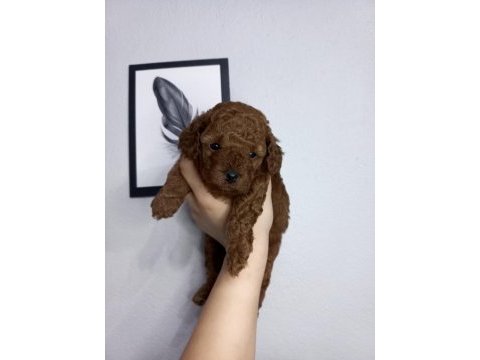Kore kan dişi poodle