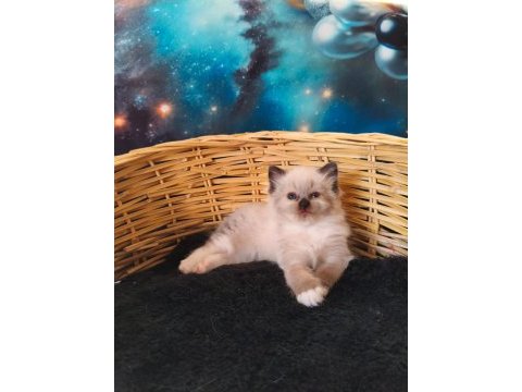 Harika ragdoll pandam