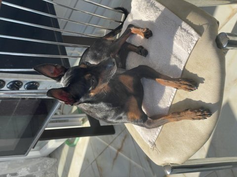 Gözde pinscher köpeğim can dostum ilanda