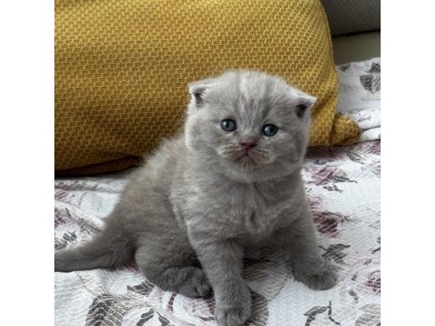 Kaliteli british shorthair bebekler