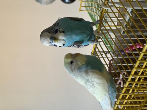 Evimizin muhabbet kuşlarını sahiplendirmek istiyoruz