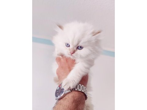 British shorthair ve longhair yavru ve yetişkin kediler