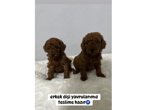 Toy poodle bebek köpekler