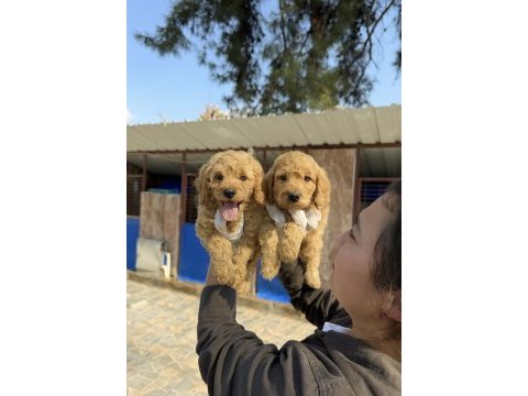 Dev poodle çok şirin yavrular ruhsatlı çiftlik 