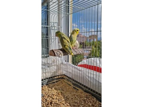 1,5 yaşında yavrudan eşleme pied forpus çifti