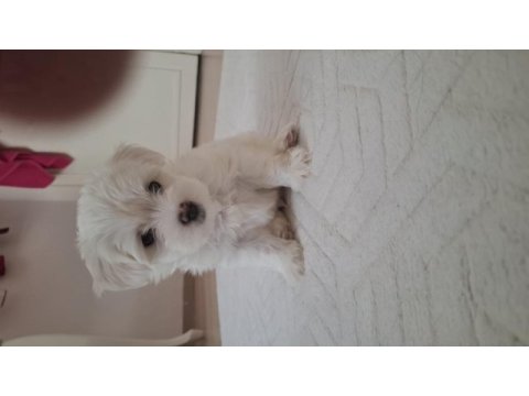 2 aylık sevimli kartopu maltipoo oğlum